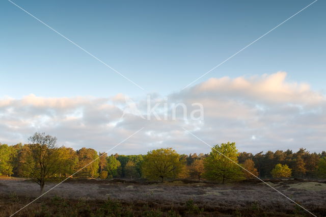 National Park Dwingelderveld