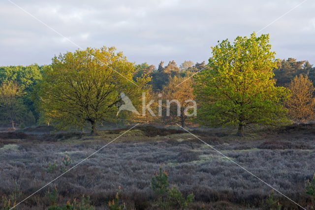 Nationaal Park Dwingelderveld