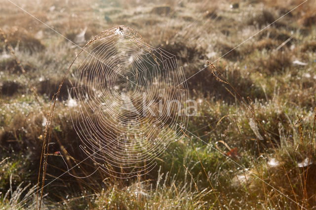 Nationaal Park Dwingelderveld