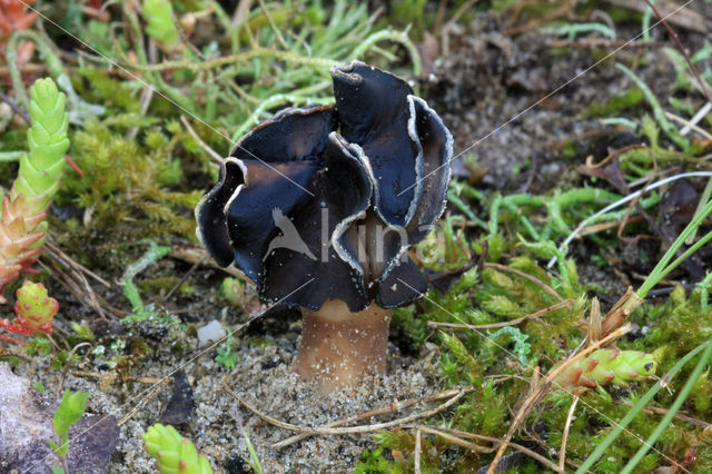 Nonnenkapkluifzwam (Helvella spadicea)