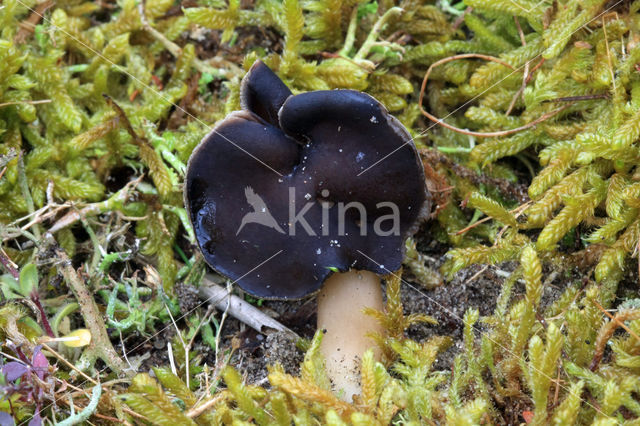 Nonnenkapkluifzwam (Helvella spadicea)