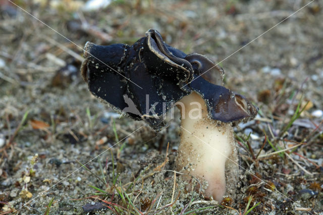 Nonnenkapkluifzwam (Helvella spadicea)