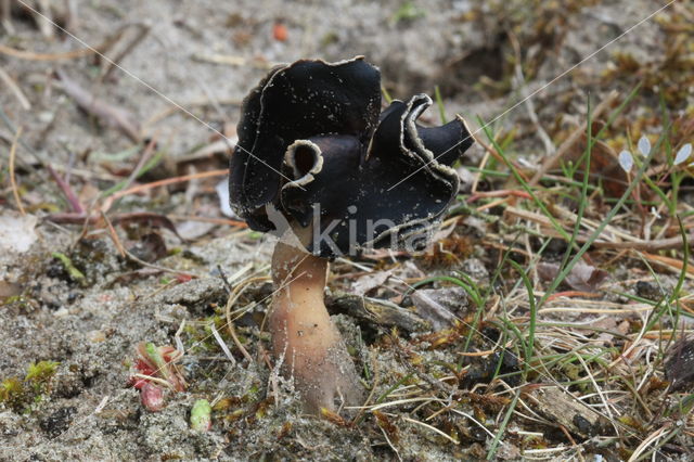 Nonnenkapkluifzwam (Helvella spadicea)