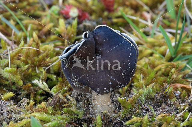 Helvella spadicea