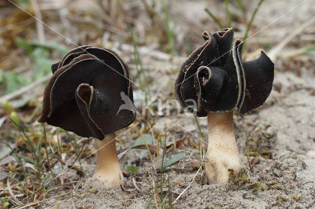 Nonnenkapkluifzwam (Helvella spadicea)