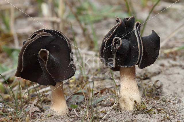 Helvella spadicea