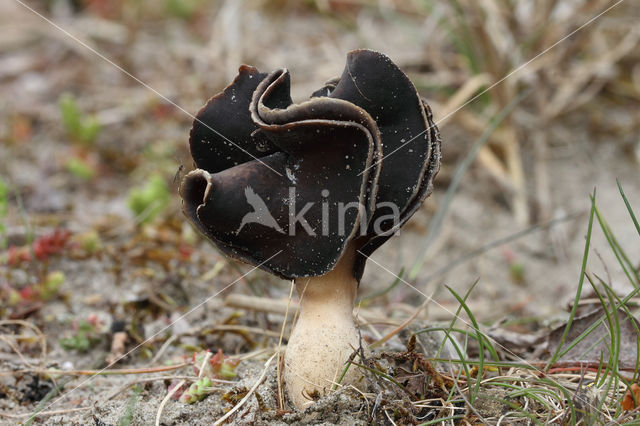 Nonnenkapkluifzwam (Helvella spadicea)