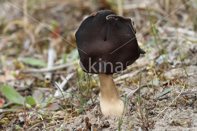 Nonnenkapkluifzwam (Helvella spadicea)