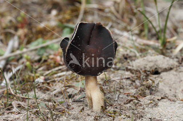 Nonnenkapkluifzwam (Helvella spadicea)