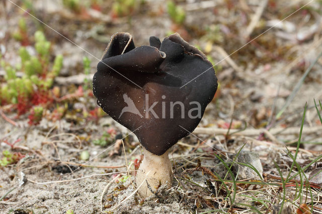 Helvella spadicea