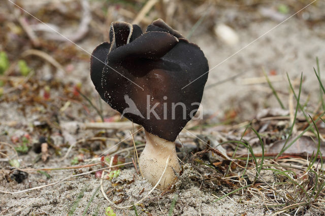 Nonnenkapkluifzwam (Helvella spadicea)