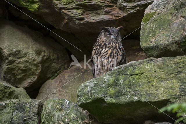 Eurasian Eagle-Owl (Bubo bubo)