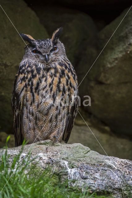 Eurasian Eagle-Owl (Bubo bubo)