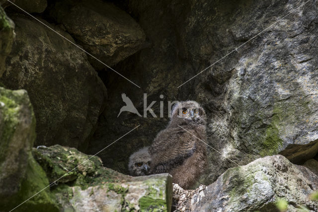 Eurasian Eagle-Owl (Bubo bubo)