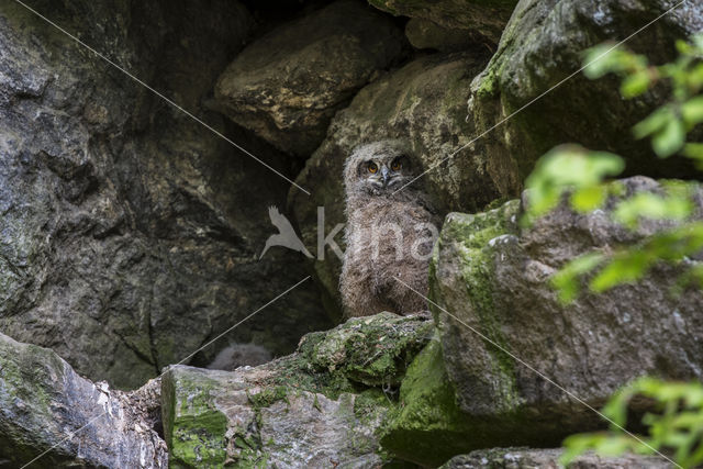 Eurasian Eagle-Owl (Bubo bubo)