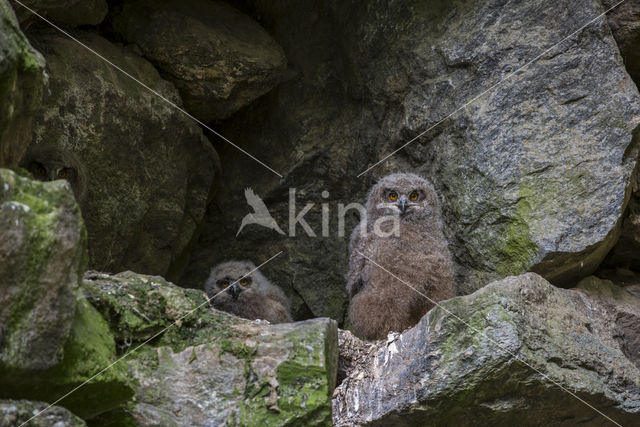 Eurasian Eagle-Owl (Bubo bubo)