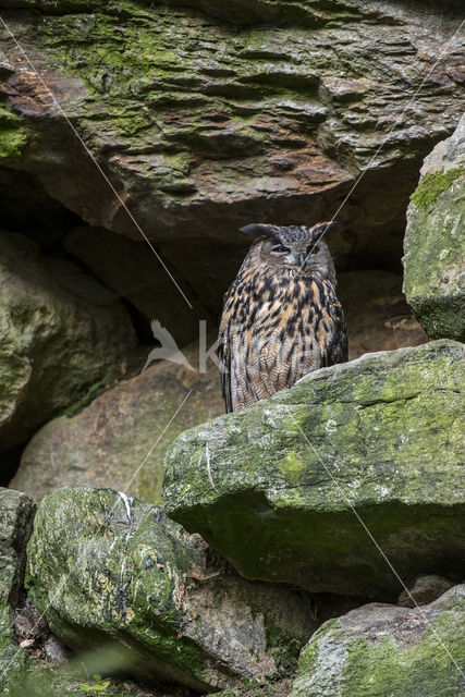 Eurasian Eagle-Owl (Bubo bubo)