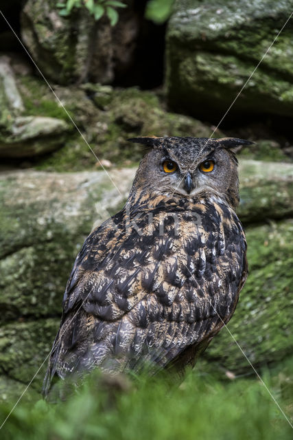 Eurasian Eagle-Owl (Bubo bubo)