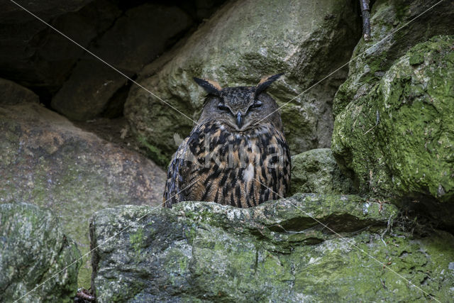 Eurasian Eagle-Owl (Bubo bubo)