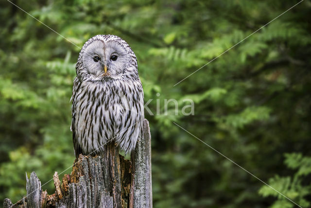 Ural Owl (Strix uralensis)