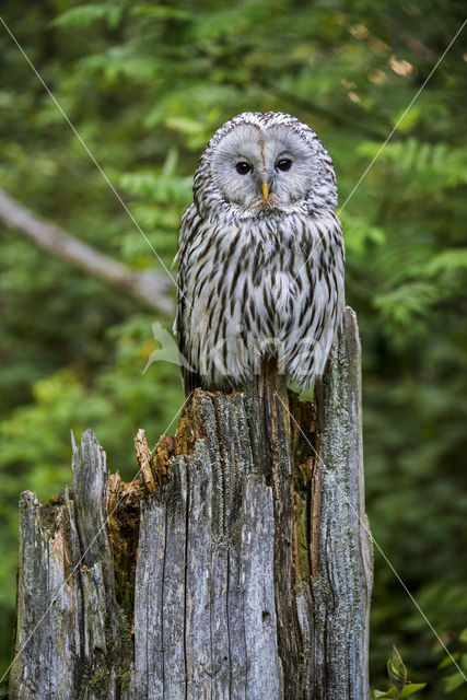 Oeraluil (Strix uralensis)