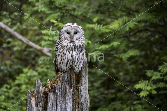 Oeraluil (Strix uralensis)