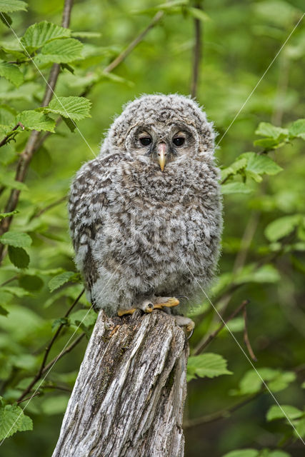 Oeraluil (Strix uralensis)