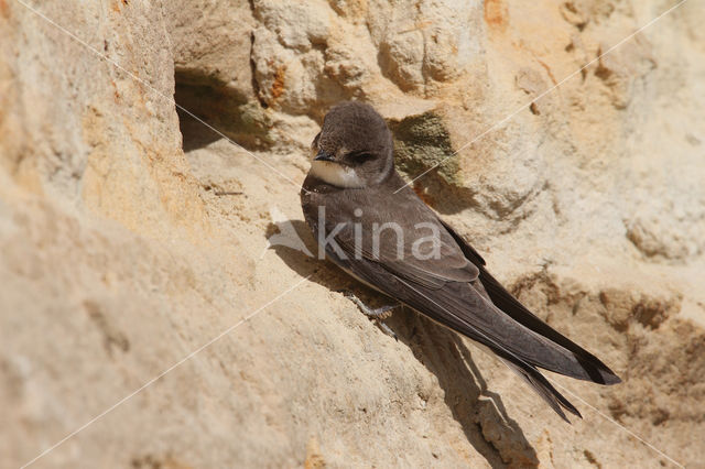 Bank Swallow (Riparia riparia)