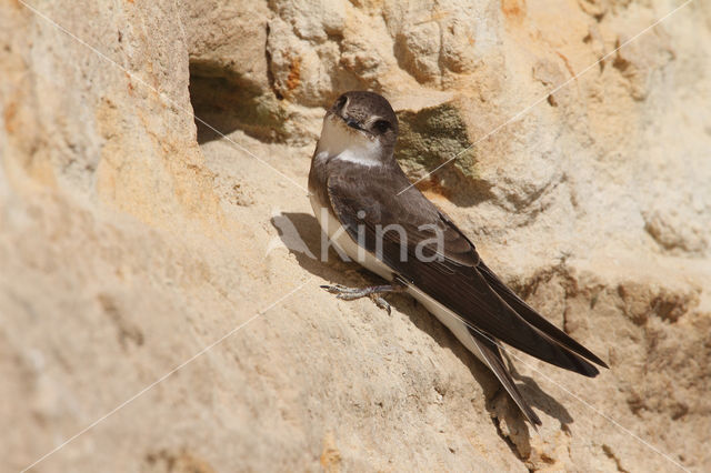 Bank Swallow (Riparia riparia)