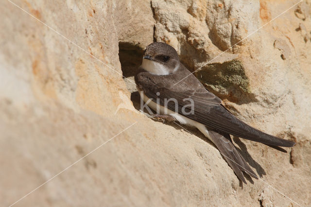 Bank Swallow (Riparia riparia)