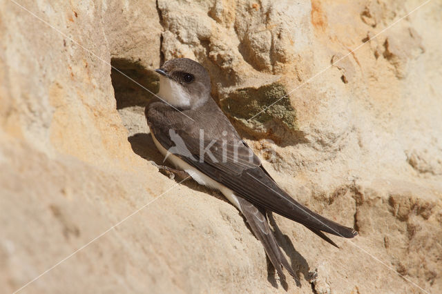 Bank Swallow (Riparia riparia)