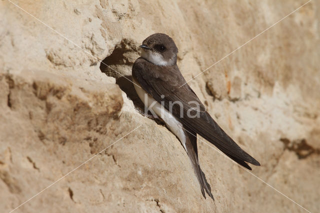 Bank Swallow (Riparia riparia)