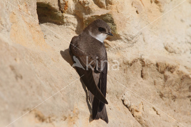 Bank Swallow (Riparia riparia)