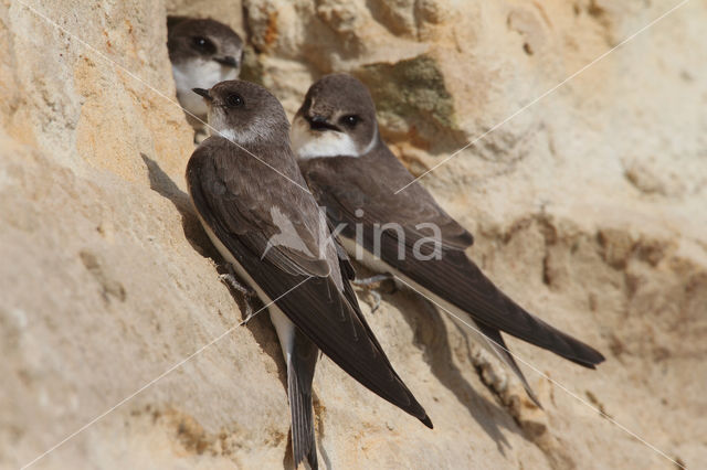 Bank Swallow (Riparia riparia)