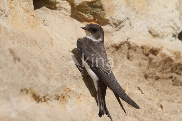 Bank Swallow (Riparia riparia)