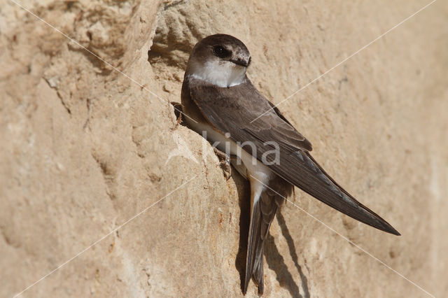 Bank Swallow (Riparia riparia)