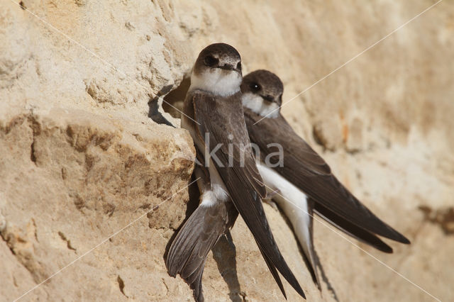 Bank Swallow (Riparia riparia)