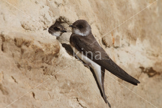 Bank Swallow (Riparia riparia)