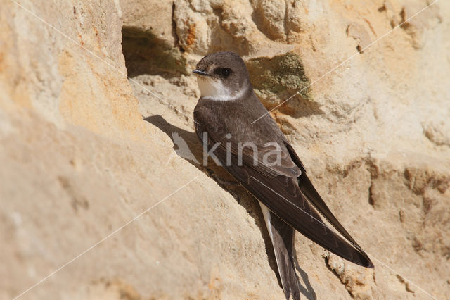 Bank Swallow (Riparia riparia)