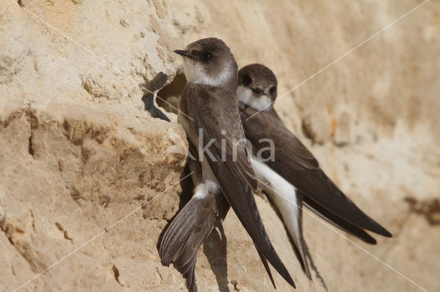 Bank Swallow (Riparia riparia)