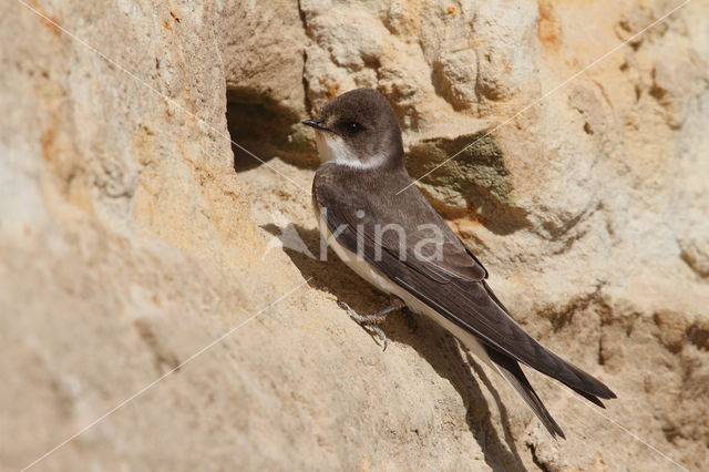 Bank Swallow (Riparia riparia)