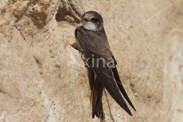 Bank Swallow (Riparia riparia)