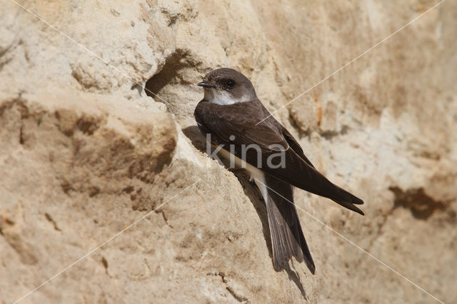 Bank Swallow (Riparia riparia)