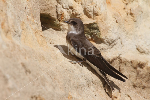 Bank Swallow (Riparia riparia)