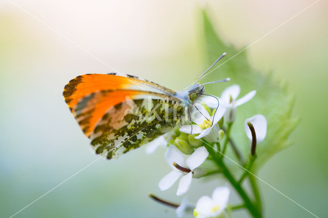 Orange-tip (Anthocharis cardamines)