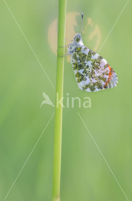 Oranjetipje (Anthocharis cardamines)