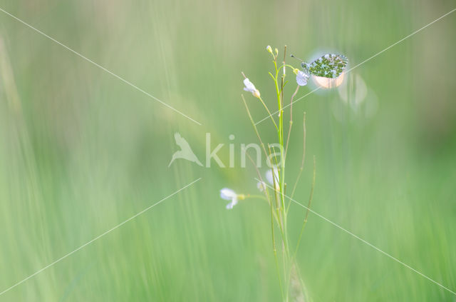 Oranjetipje (Anthocharis cardamines)