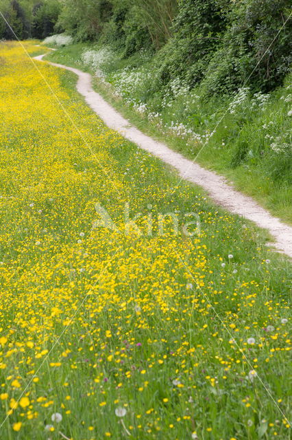 Paardenbloem (Taraxacum vulgare)