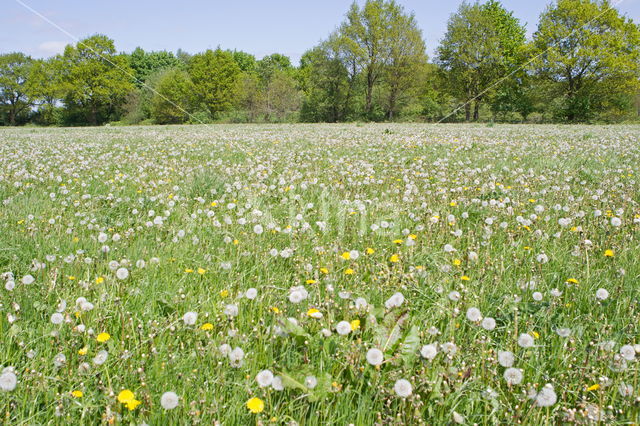 Paardenbloem (Taraxacum spec.)