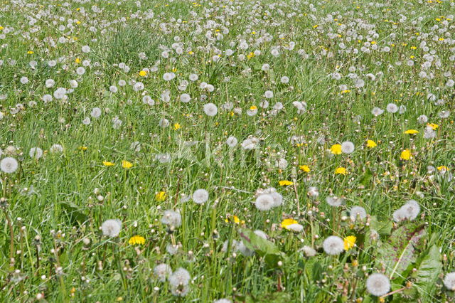 Dandelion (Taraxacum spec.)